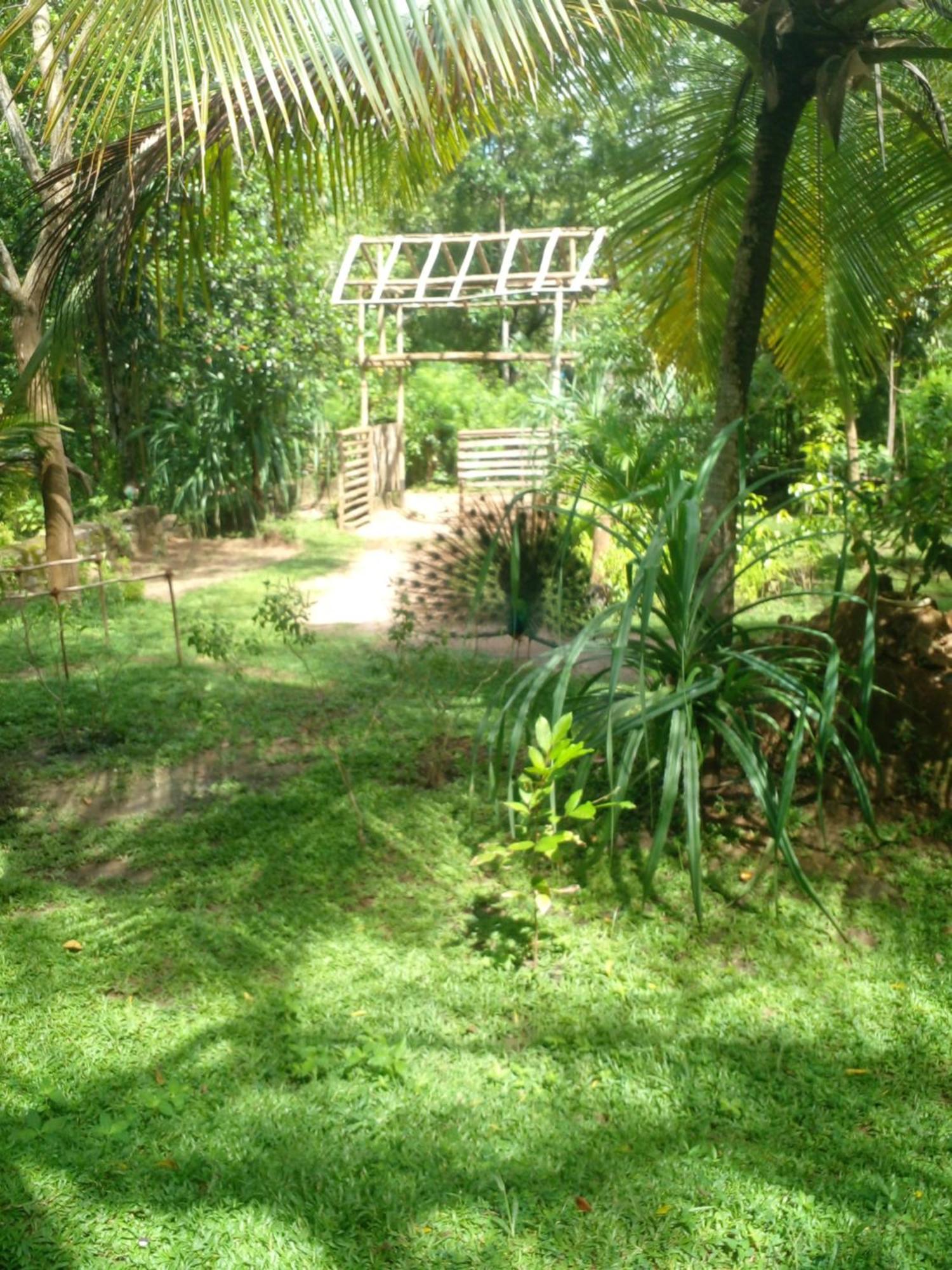 Home In The Island Tangalle Eksteriør billede