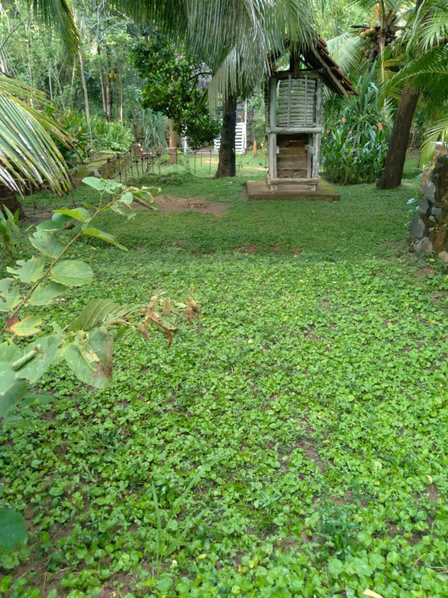 Home In The Island Tangalle Eksteriør billede